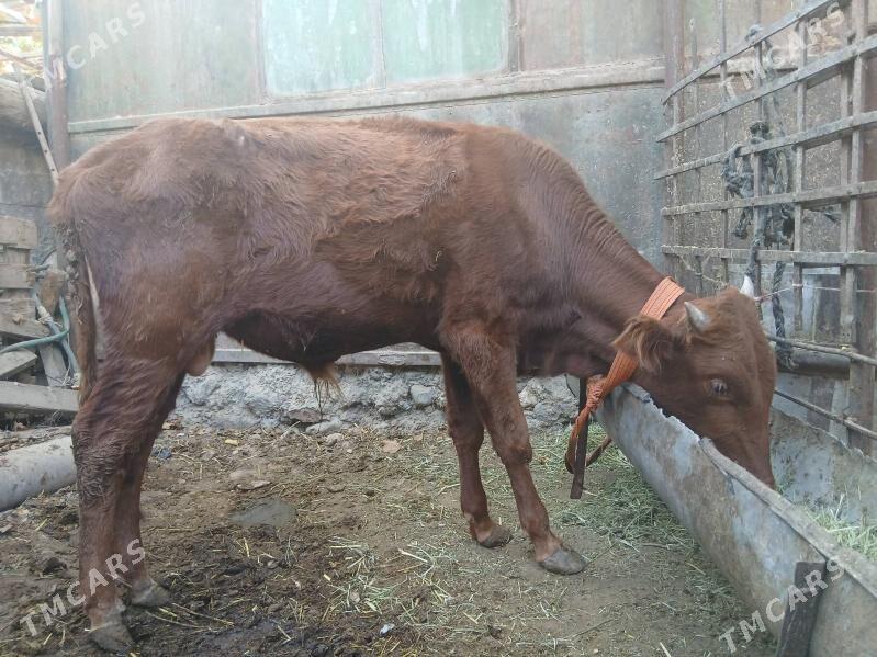 Öküz - Gyzylarbat - img 5