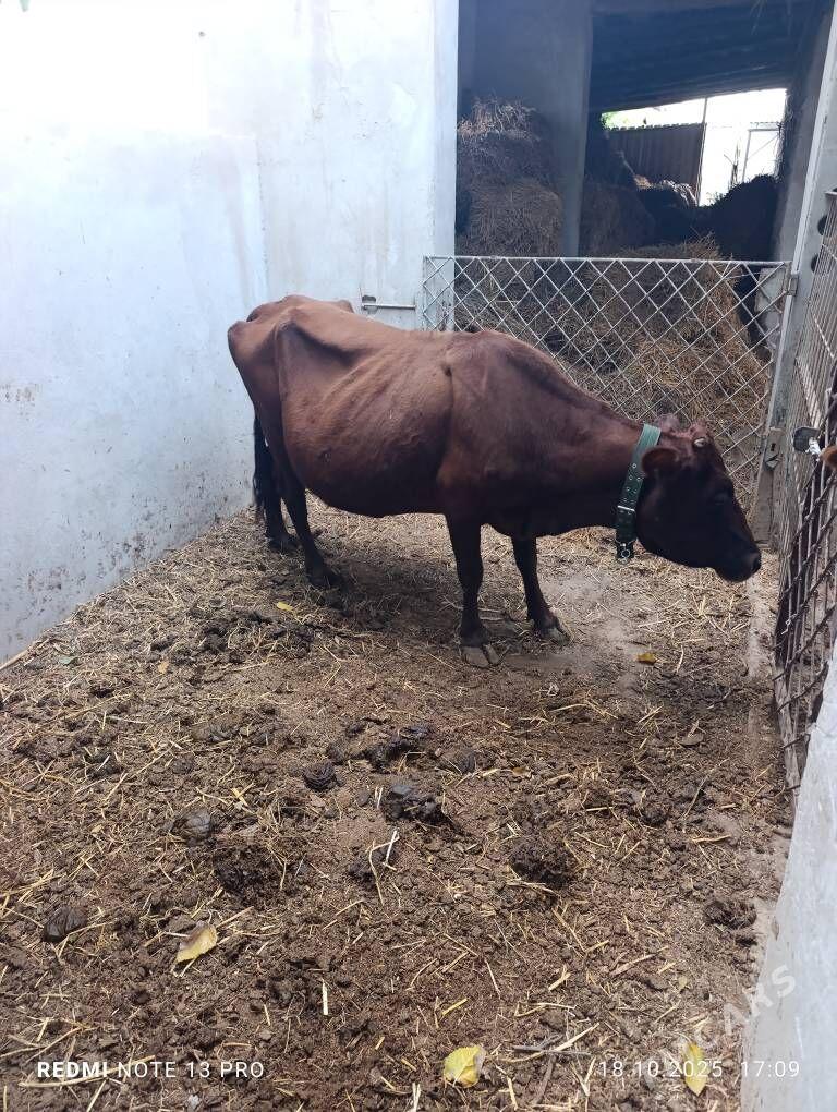 сыгыр - Türkmenabat - img 1