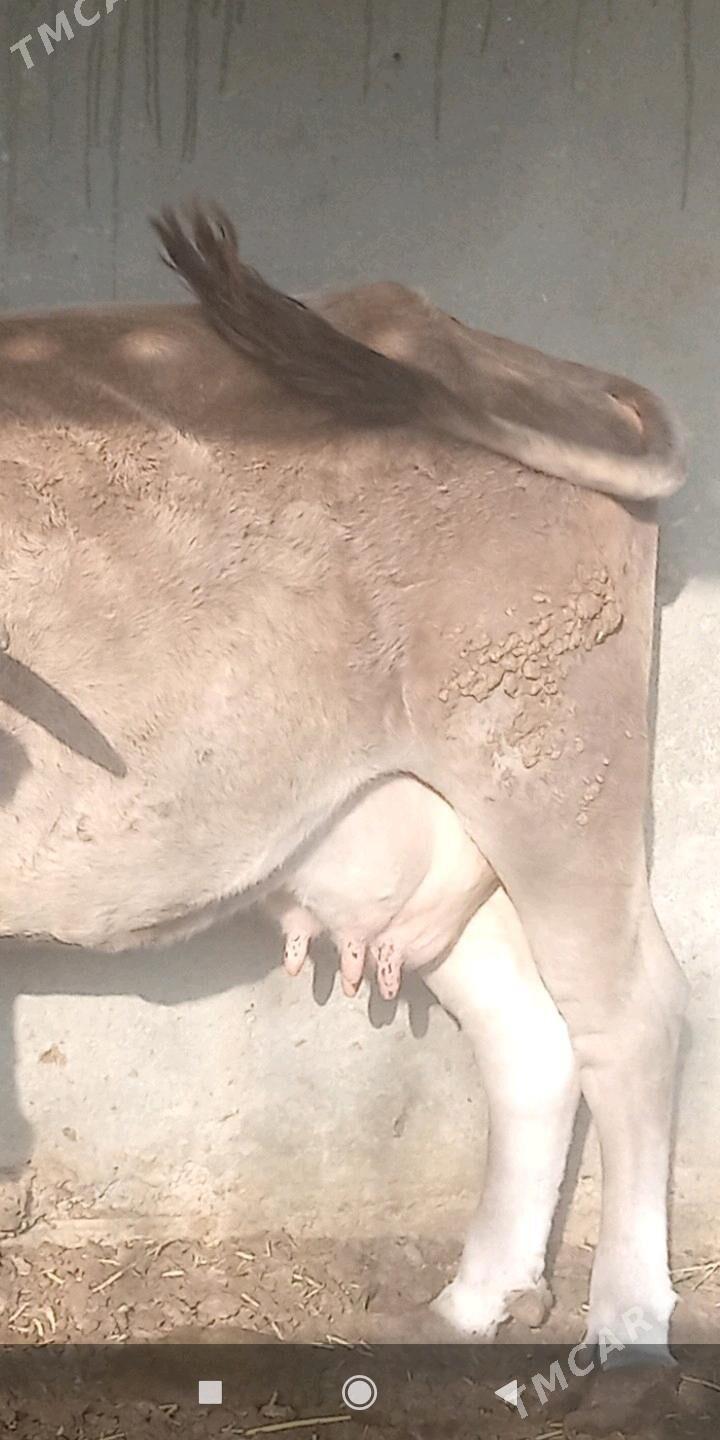 sygyr - Gökdepe - img 2