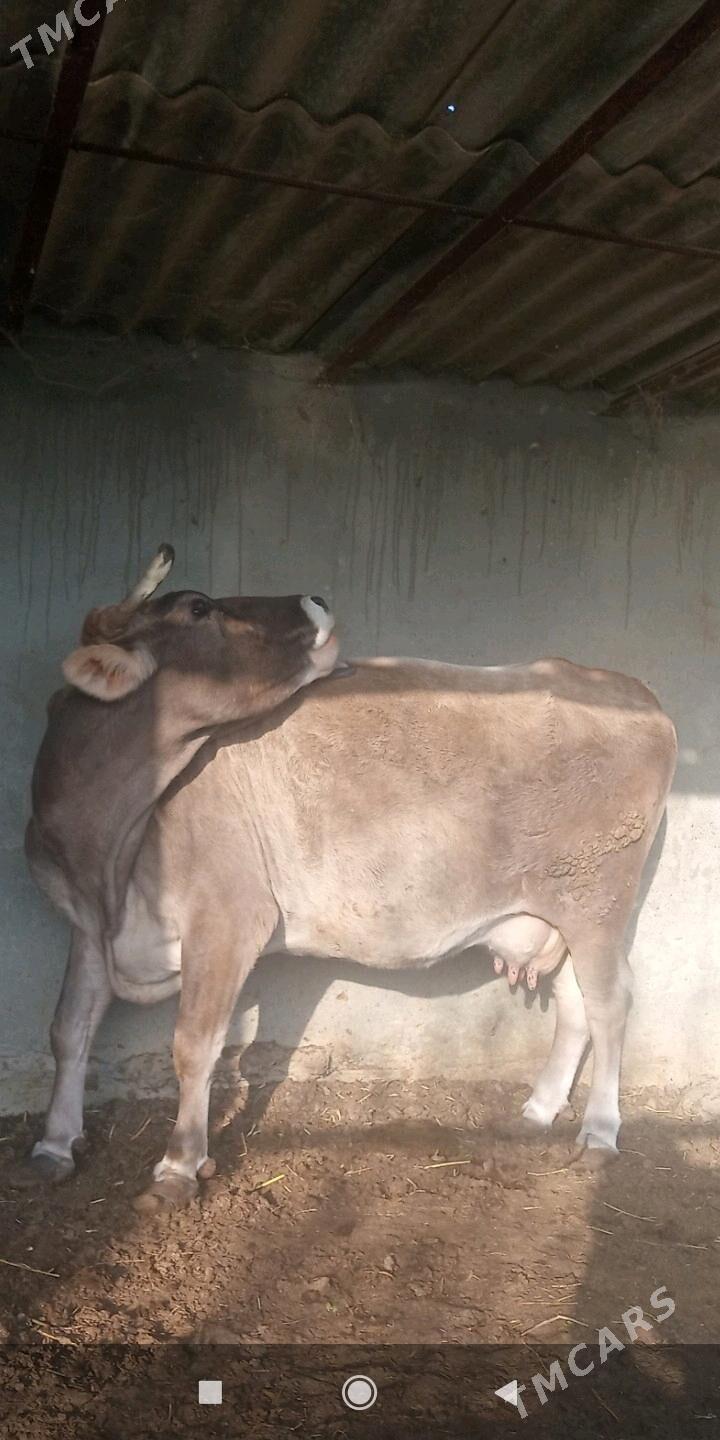 sygyr - Gökdepe - img 1