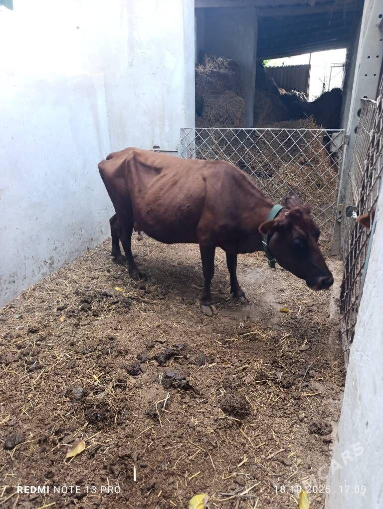 сыгыр - Türkmenabat - img 2