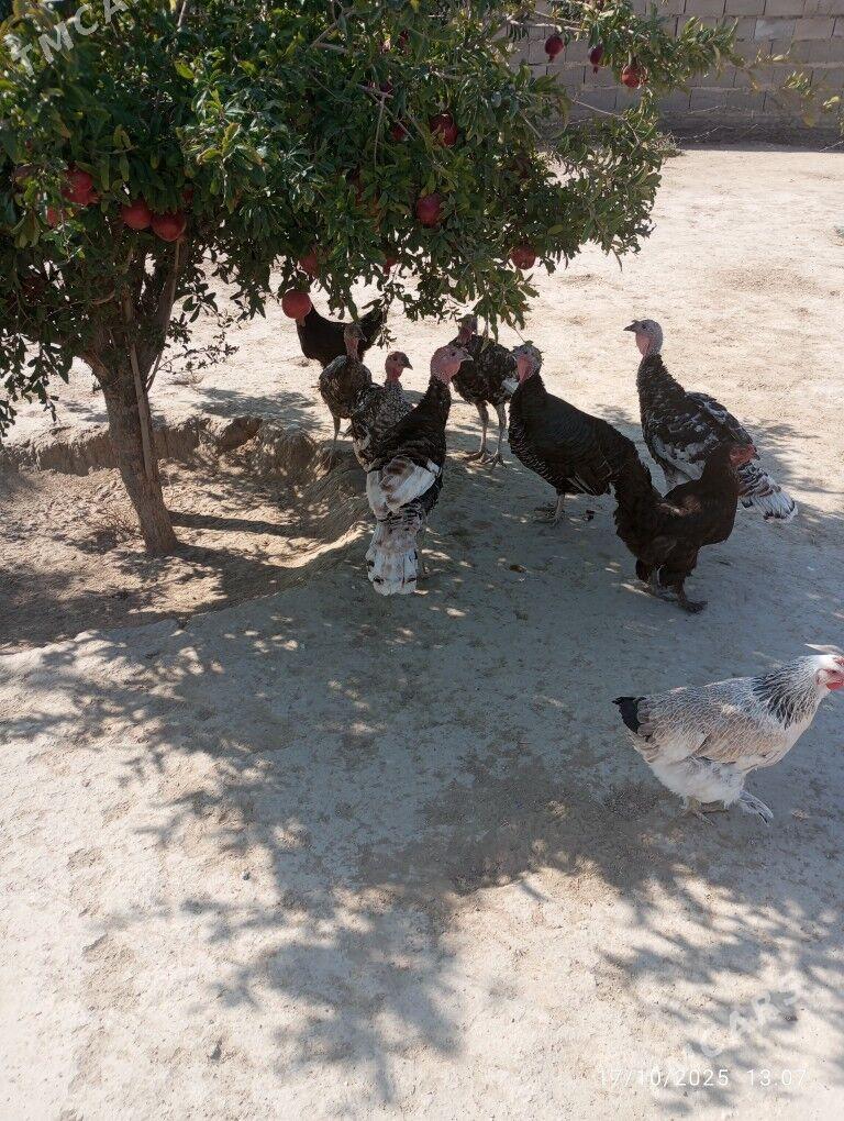 Satlyk indyuk - Джебел - img 1