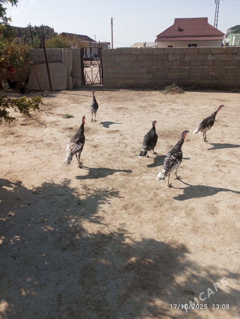 Satlyk indyuk - Джебел - img 2