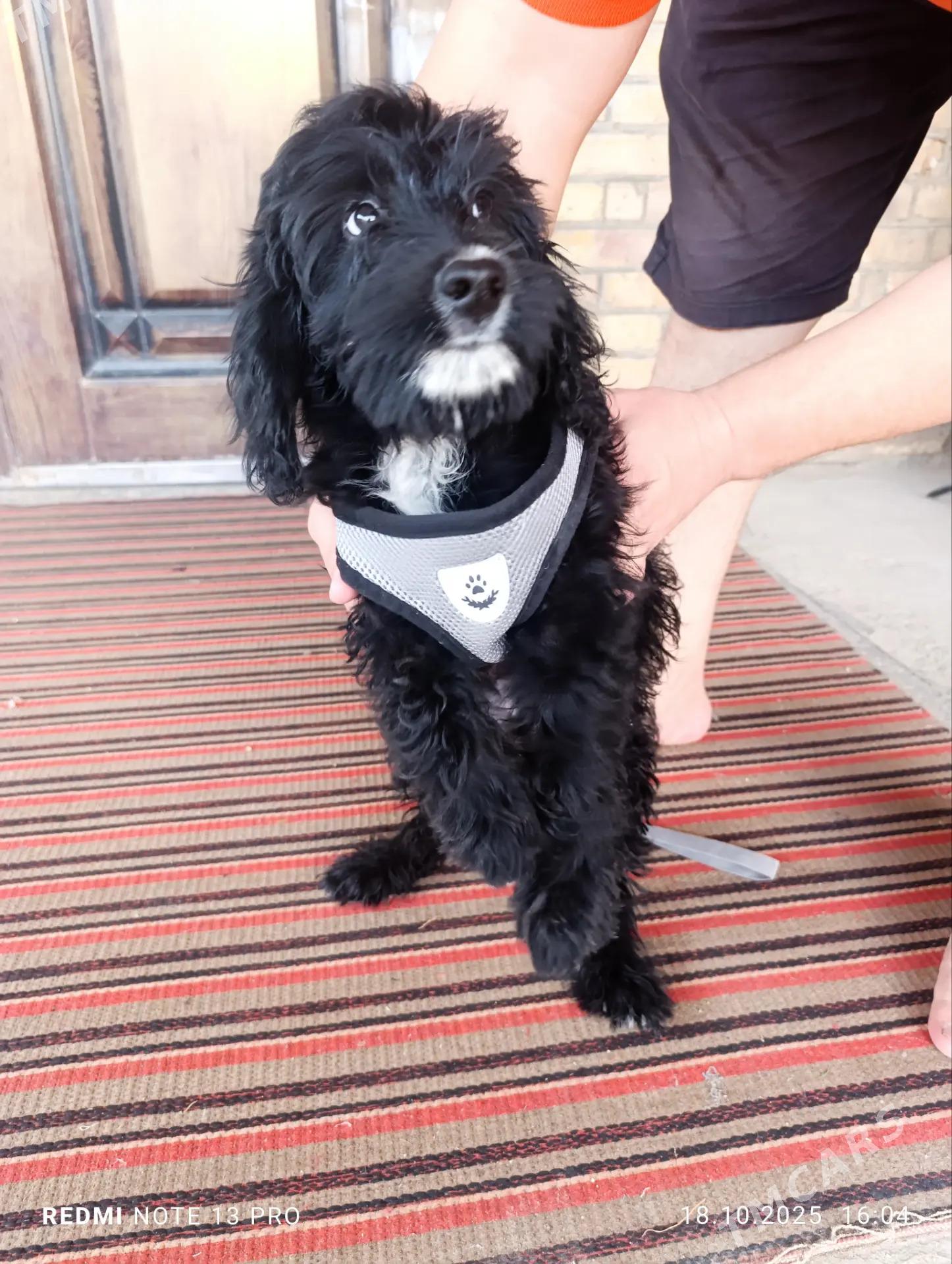 Пудель - Туркменабат - img 3