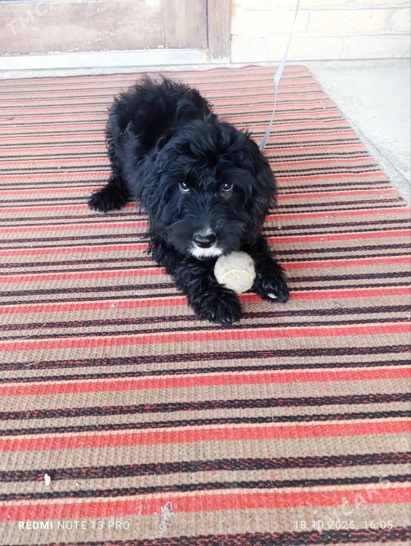 Пудель - Туркменабат - img 4