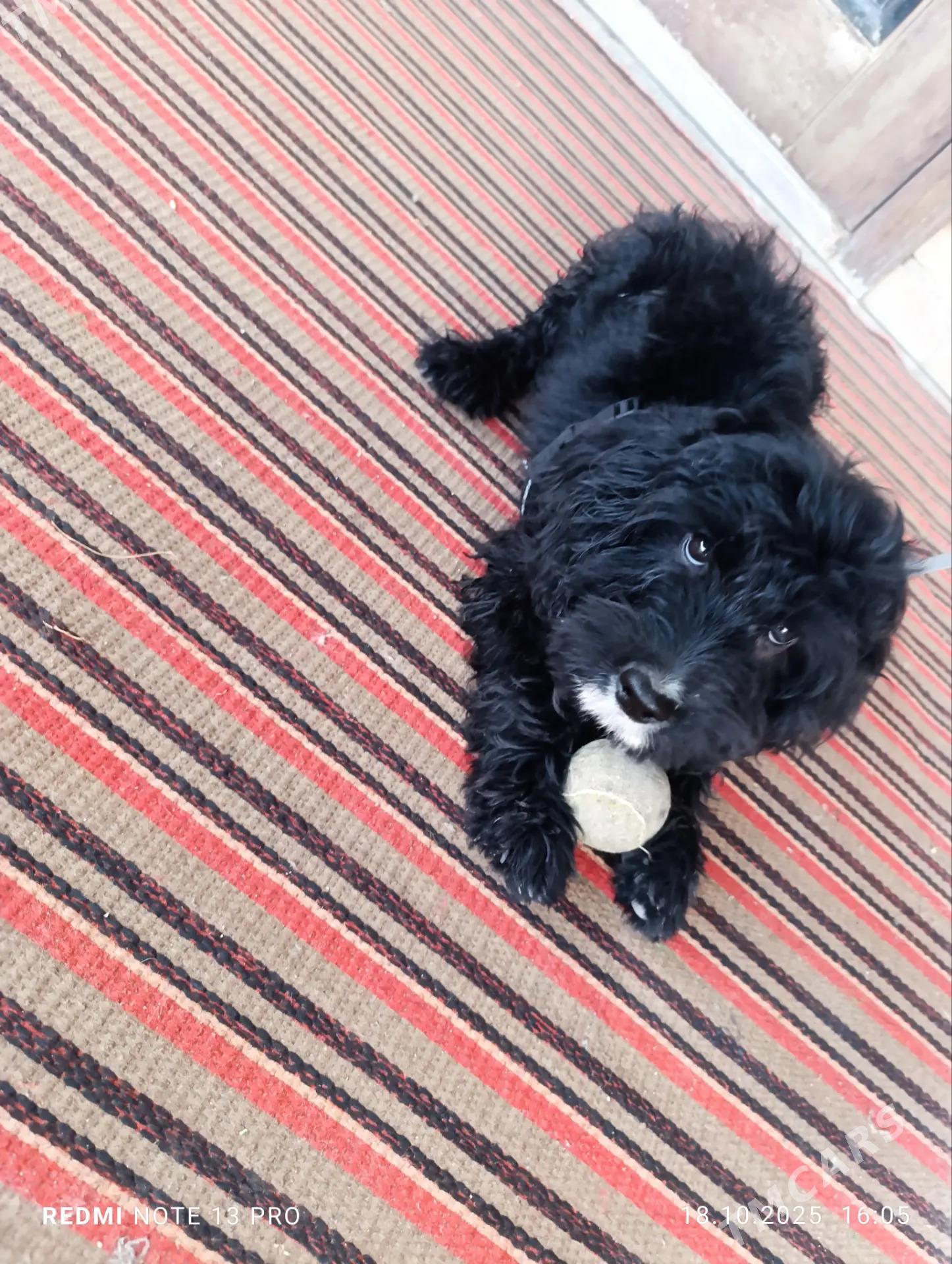 Пудель - Туркменабат - img 2