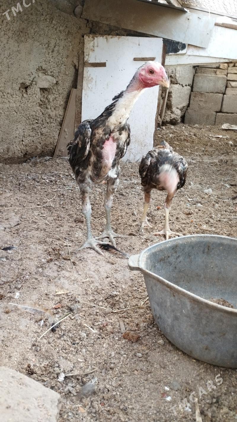 taskent juje - Aşgabat - img 3