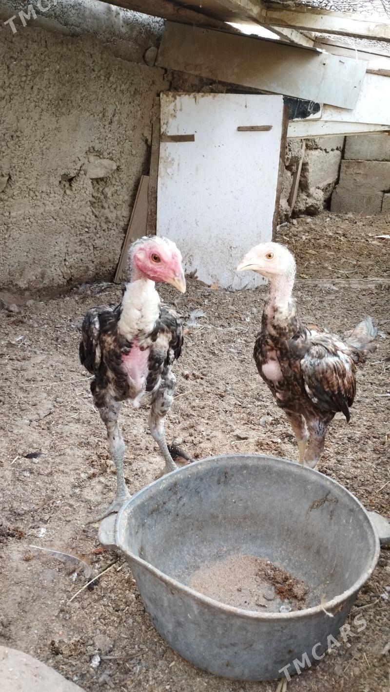 taskent juje - Aşgabat - img 2