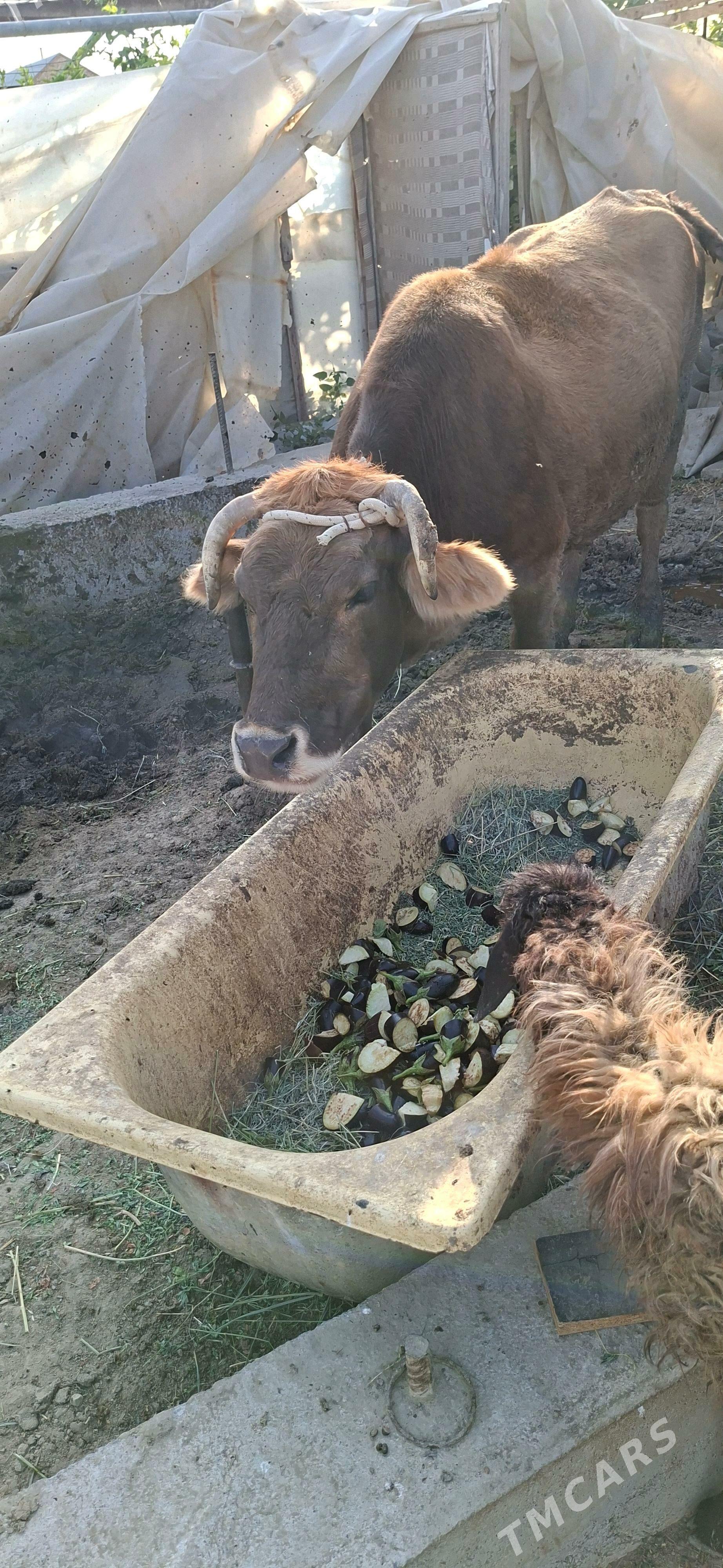 Sygyr - Gökdepe - img 1