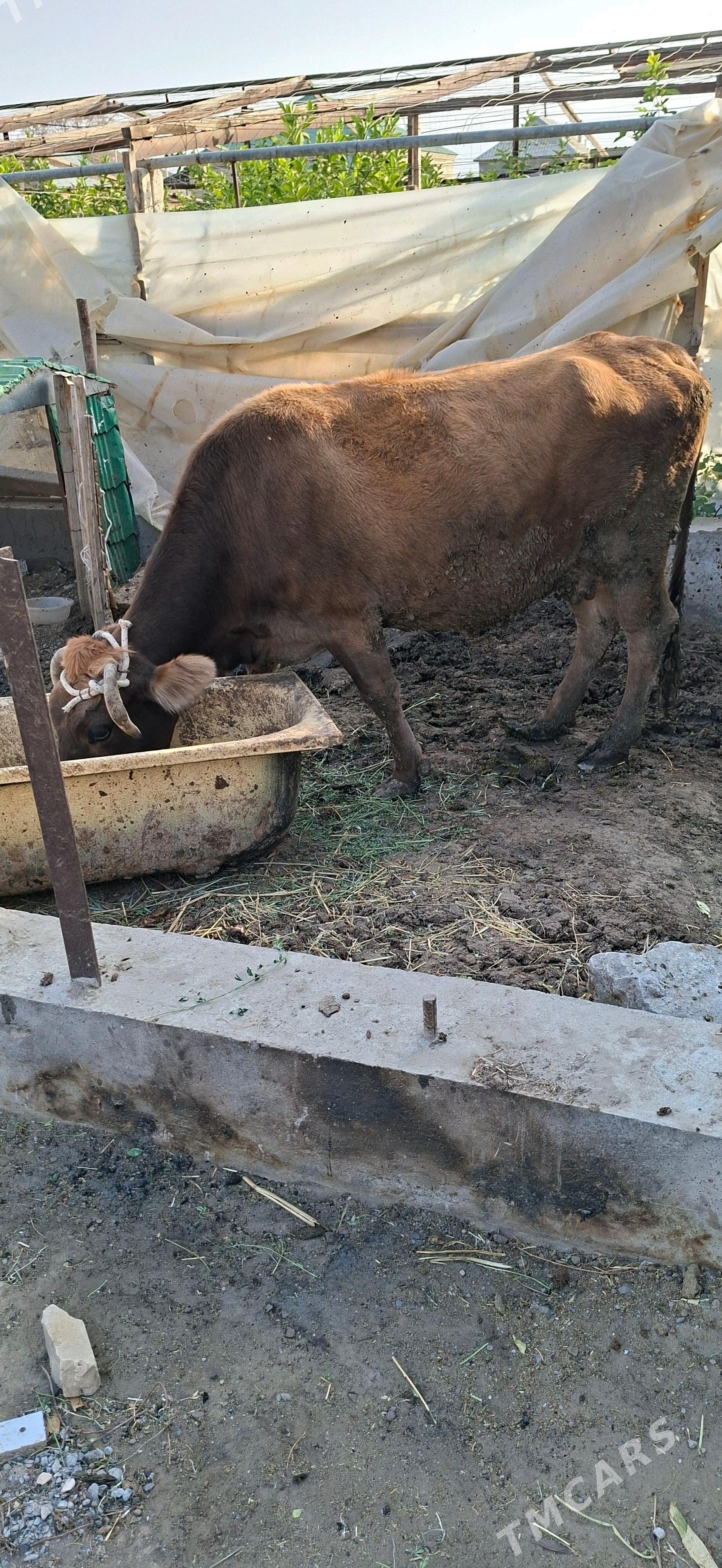 Sygyr - Gökdepe - img 2