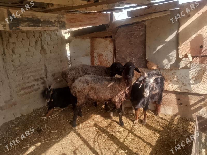 geci goyun - Bäherden - img 2