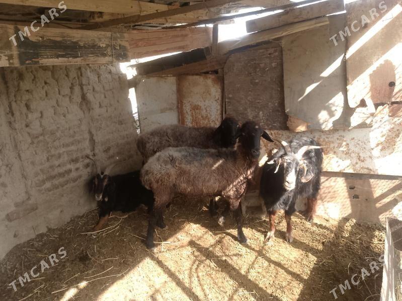 geci goyun - Bäherden - img 1