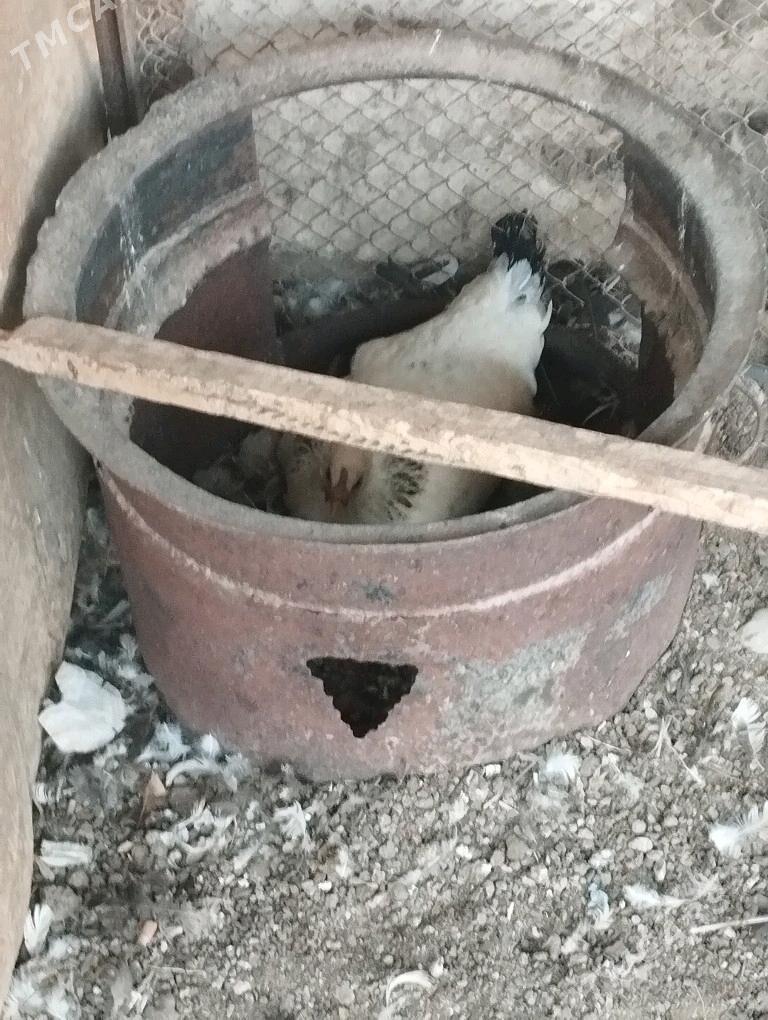 kurk towuk - Wekilbazar - img 2