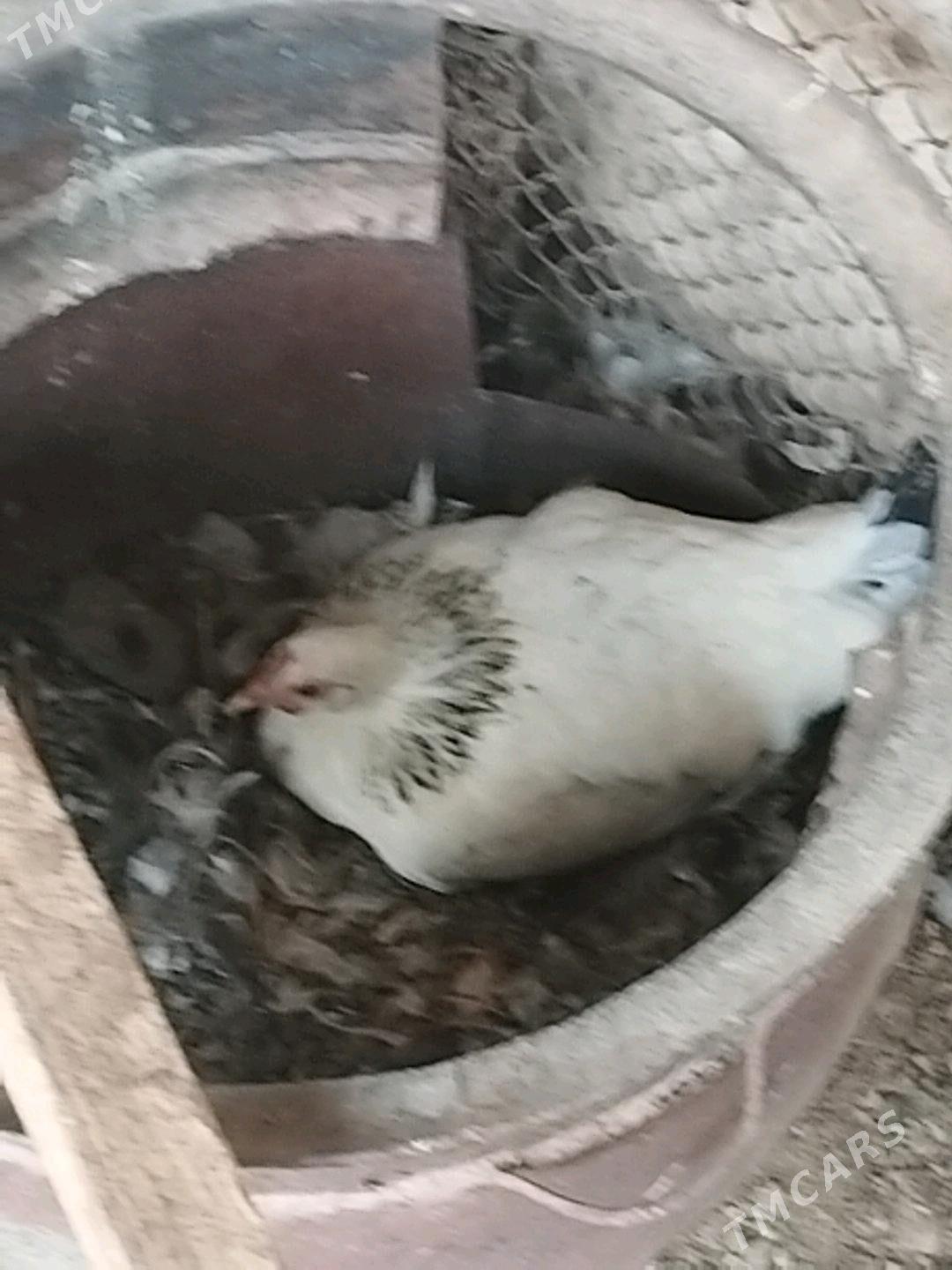 kurk towuk - Wekilbazar - img 1