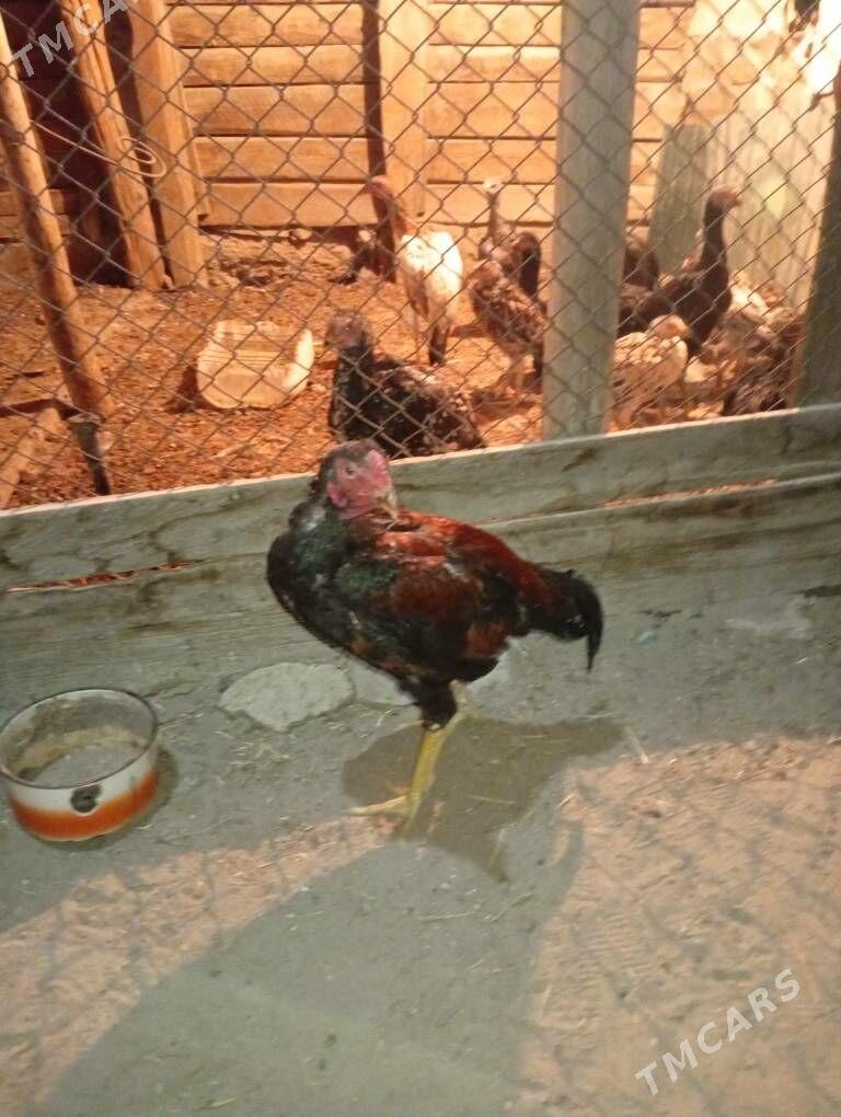 oy haywan gus - Mary - img 2