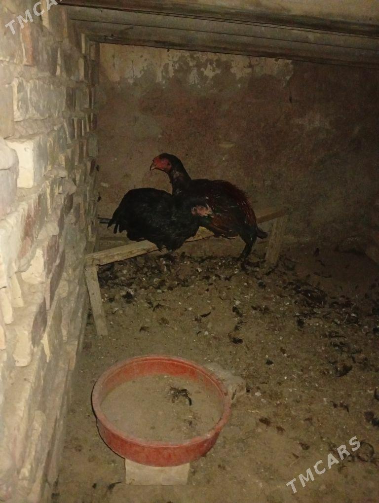 oy haywan gus - Mary - img 3