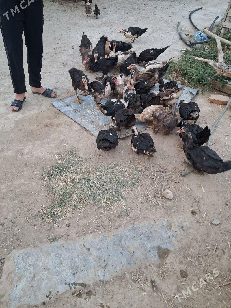 Ördek - Gurtly - img 2