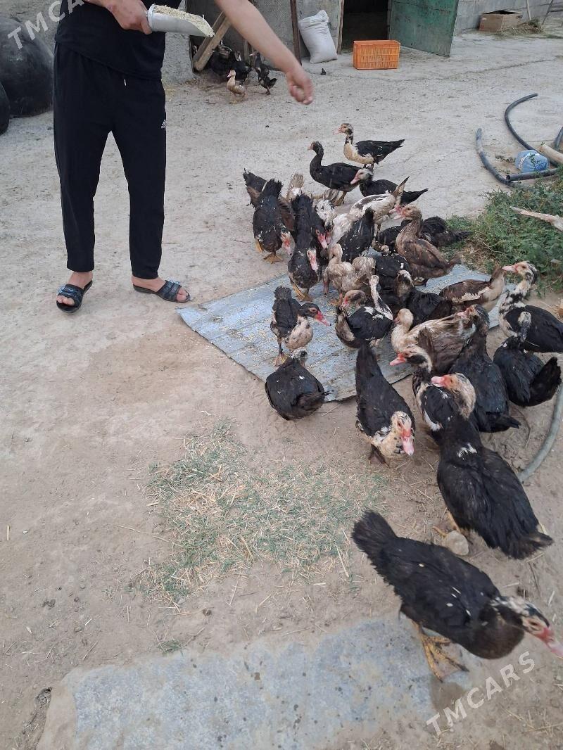 Ördek - Gurtly - img 1