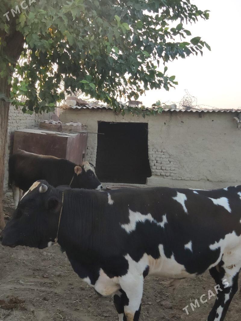 Öküz ikisi bile - Bäherden - img 2