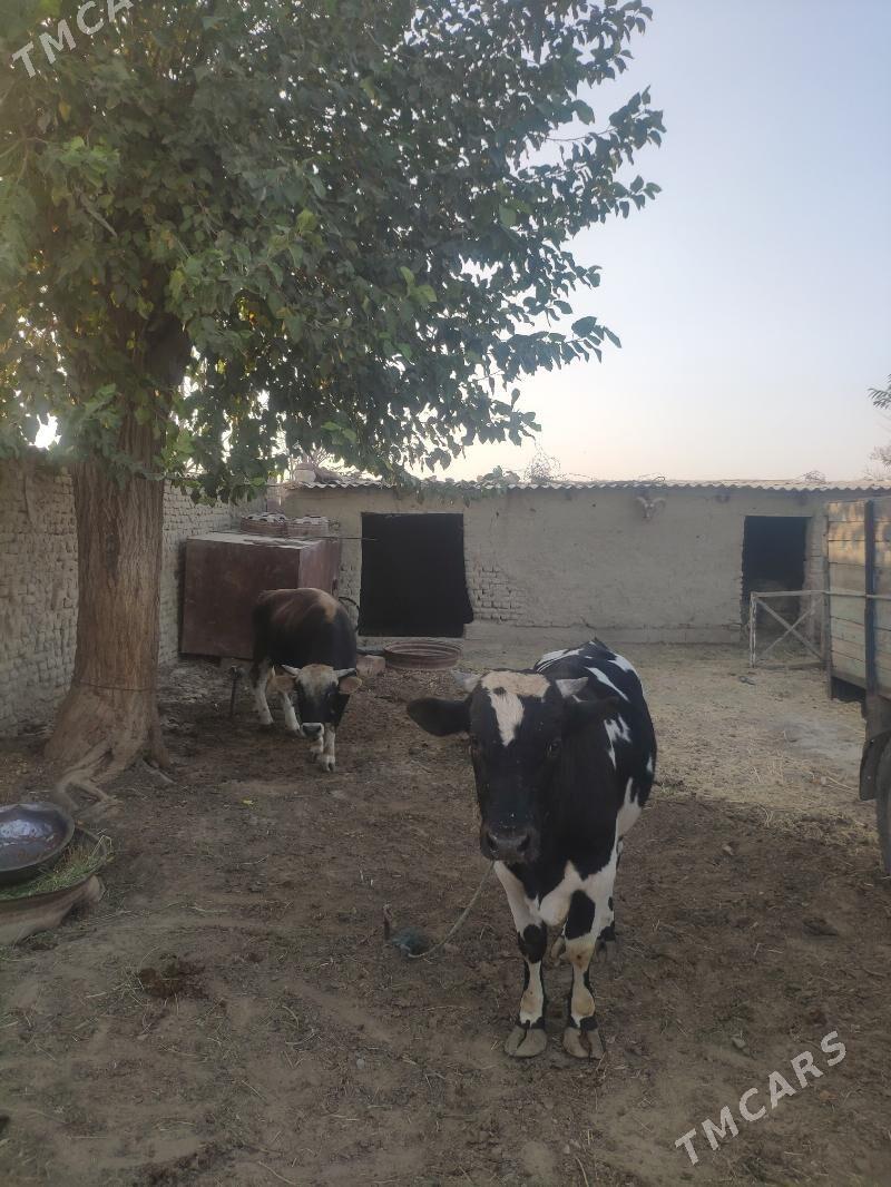 Öküz ikisi bile - Bäherden - img 7