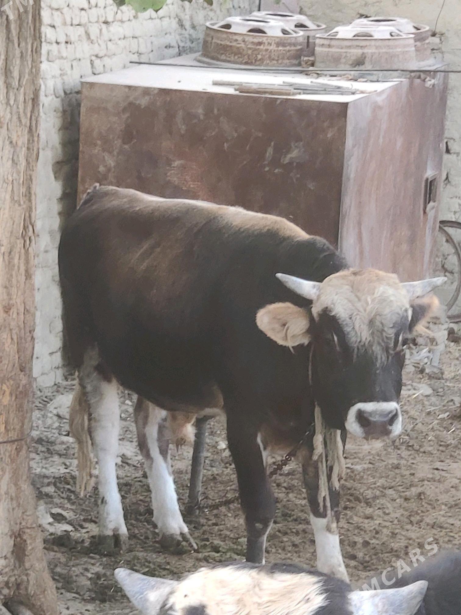 Öküz ikisi bile - Bäherden - img 6