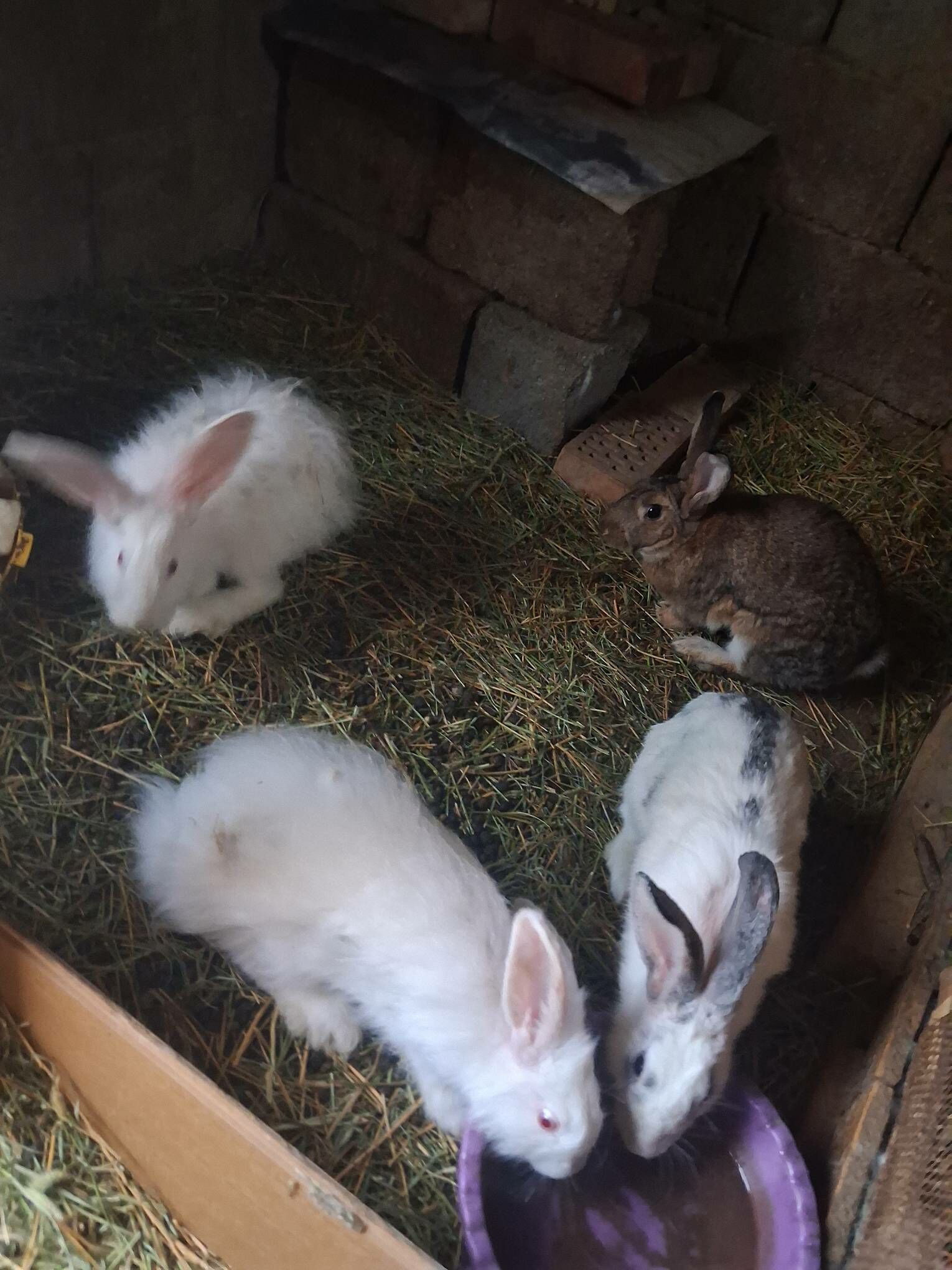 Ördek - Gurtly - img 3