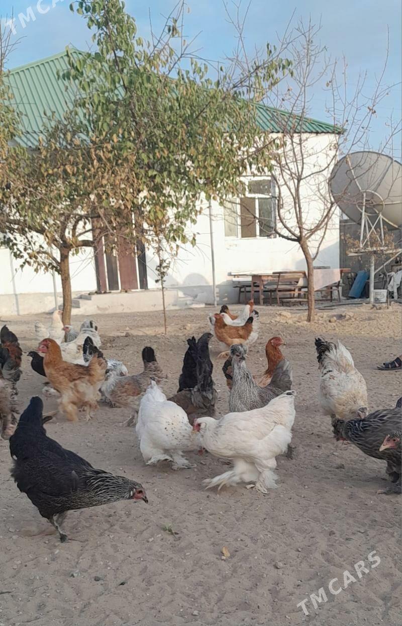 Balgar towuk. - Änew - img 5