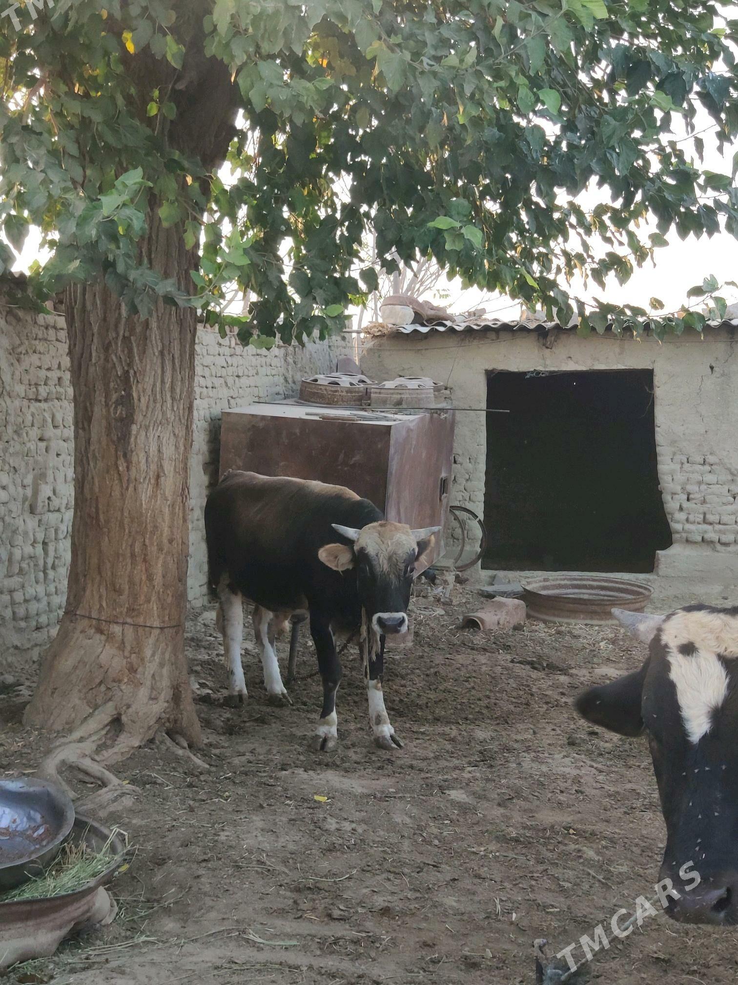 Öküz ikisi bile - Bäherden - img 5