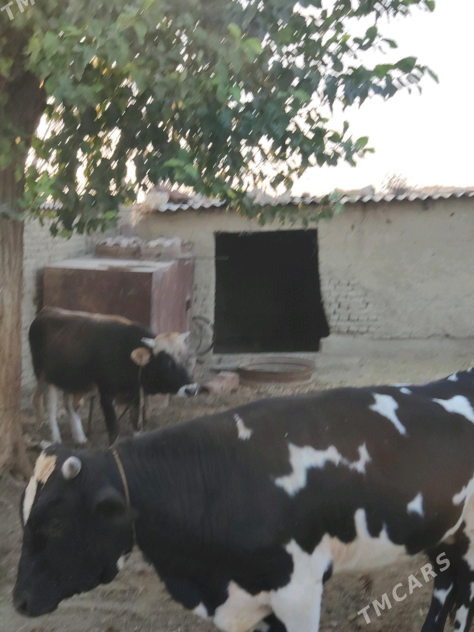 Öküz ikisi bile - Bäherden - img 3