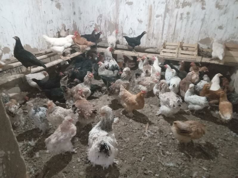 troýka towuk - Mary - img 1