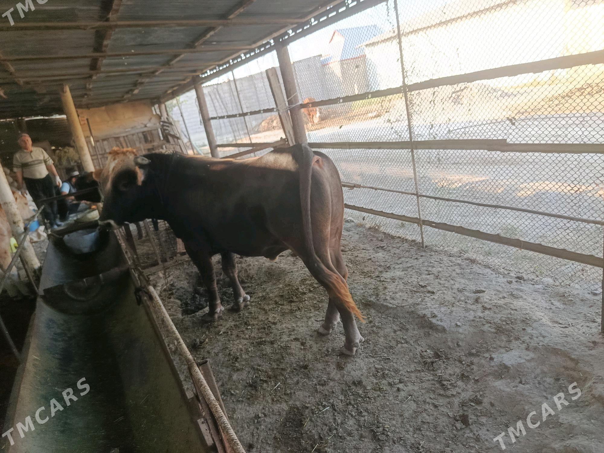 Ökuz - Bäherden - img 1