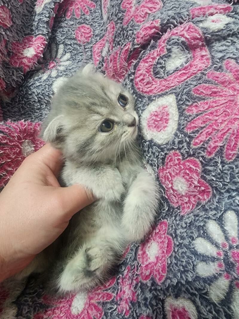 Шотландские котята - Ашхабад - img 7