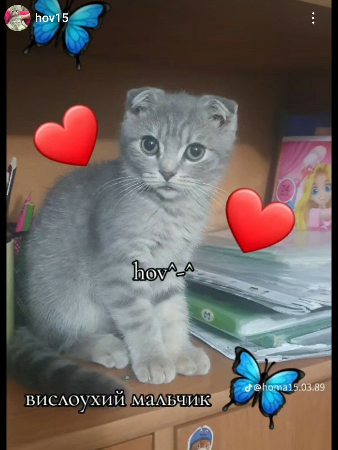 Шотландские котята - Ашхабад - img 4