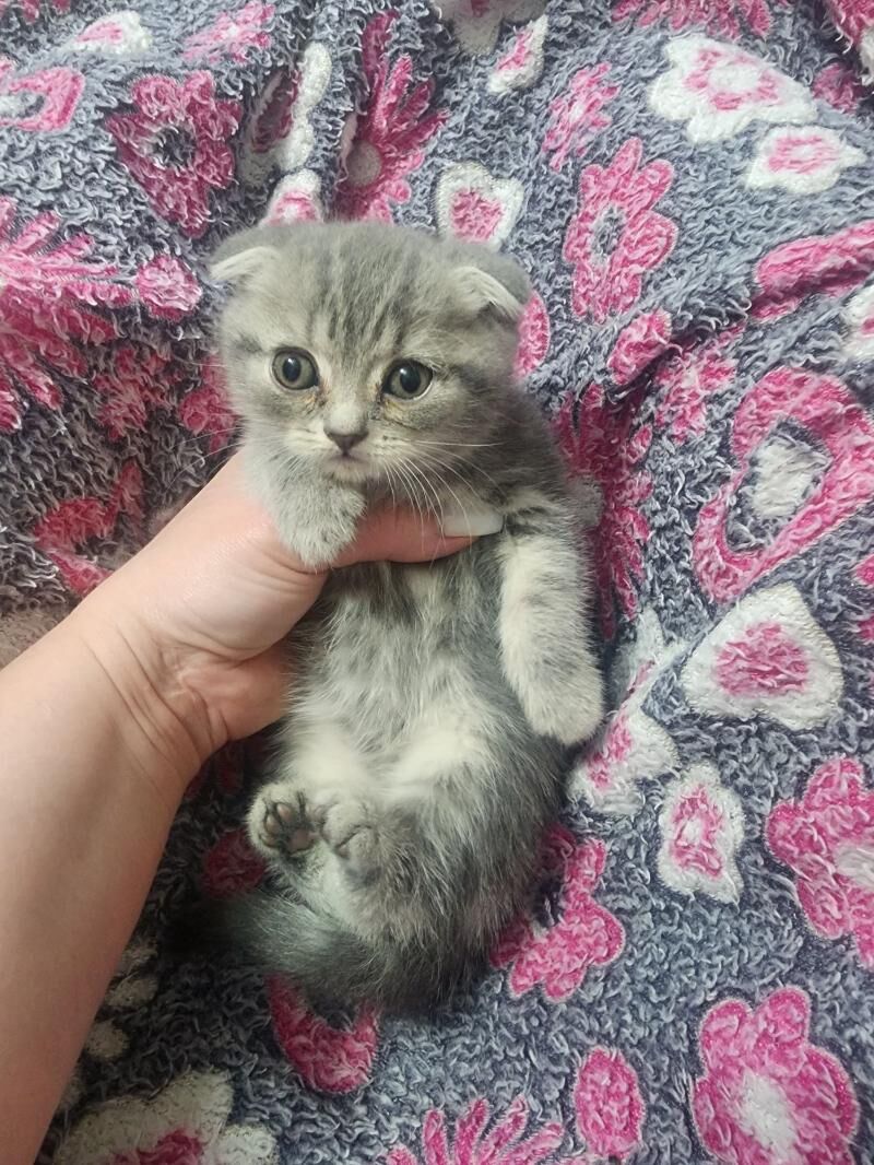Шотландские котята - Ашхабад - img 5