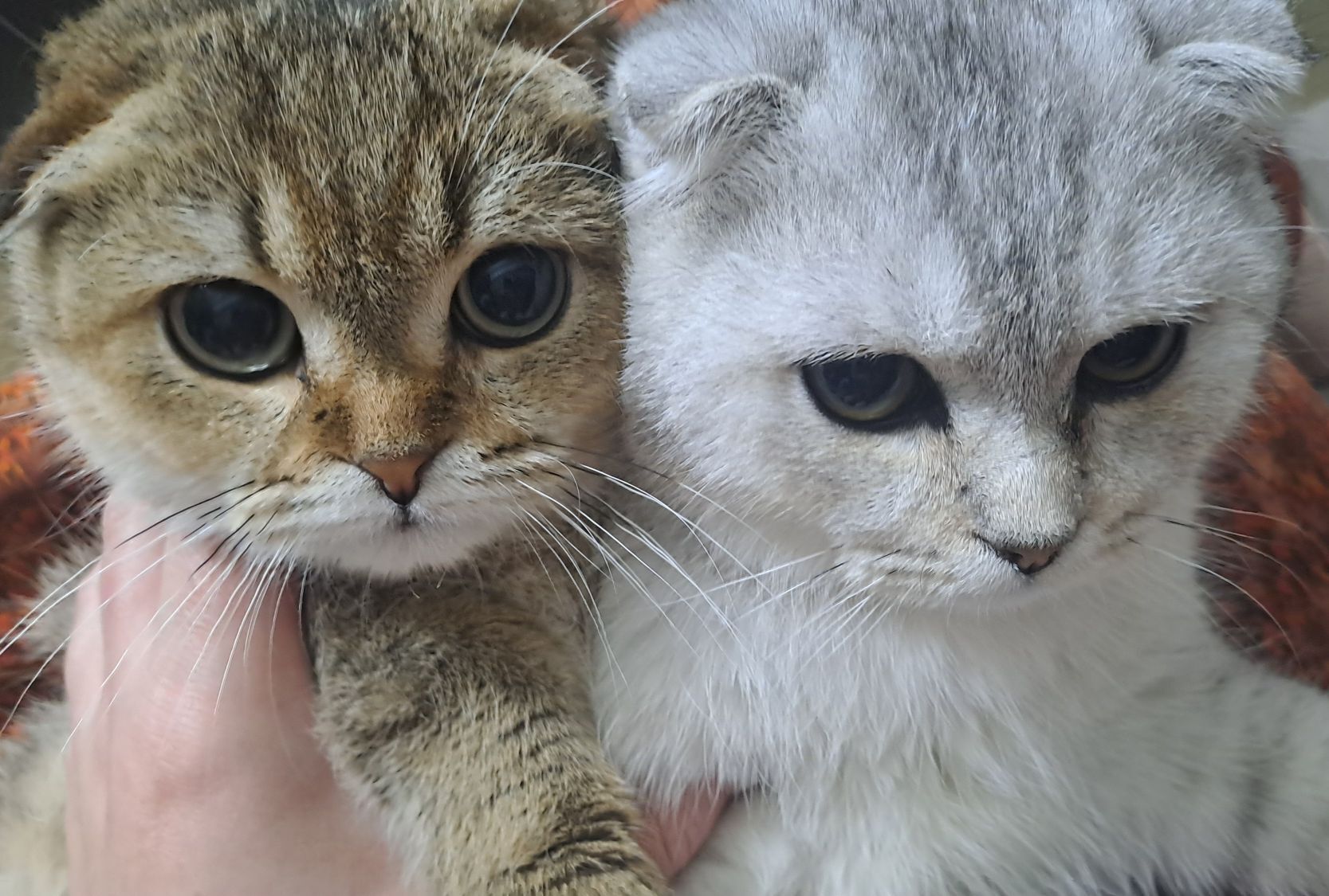 Шотландские котята - Ашхабад - img 2