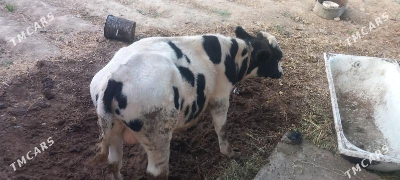 okuz - Herrikgala - img 2