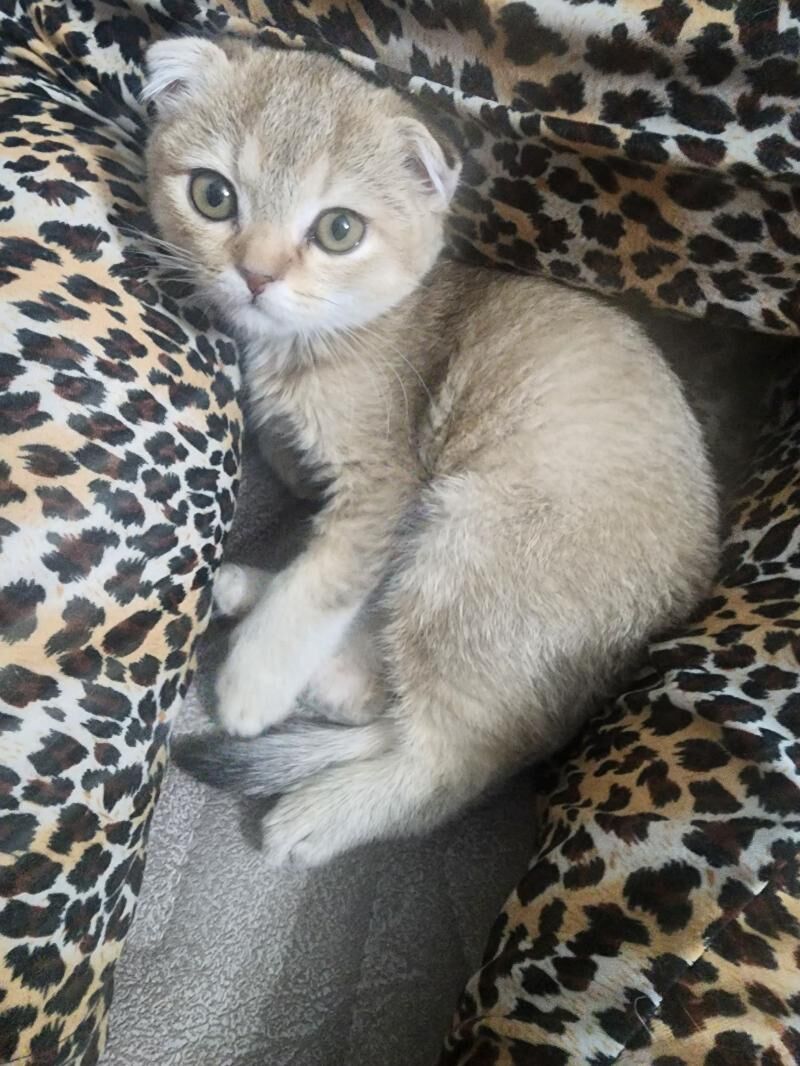 Шотландские котята - Ашхабад - img 4