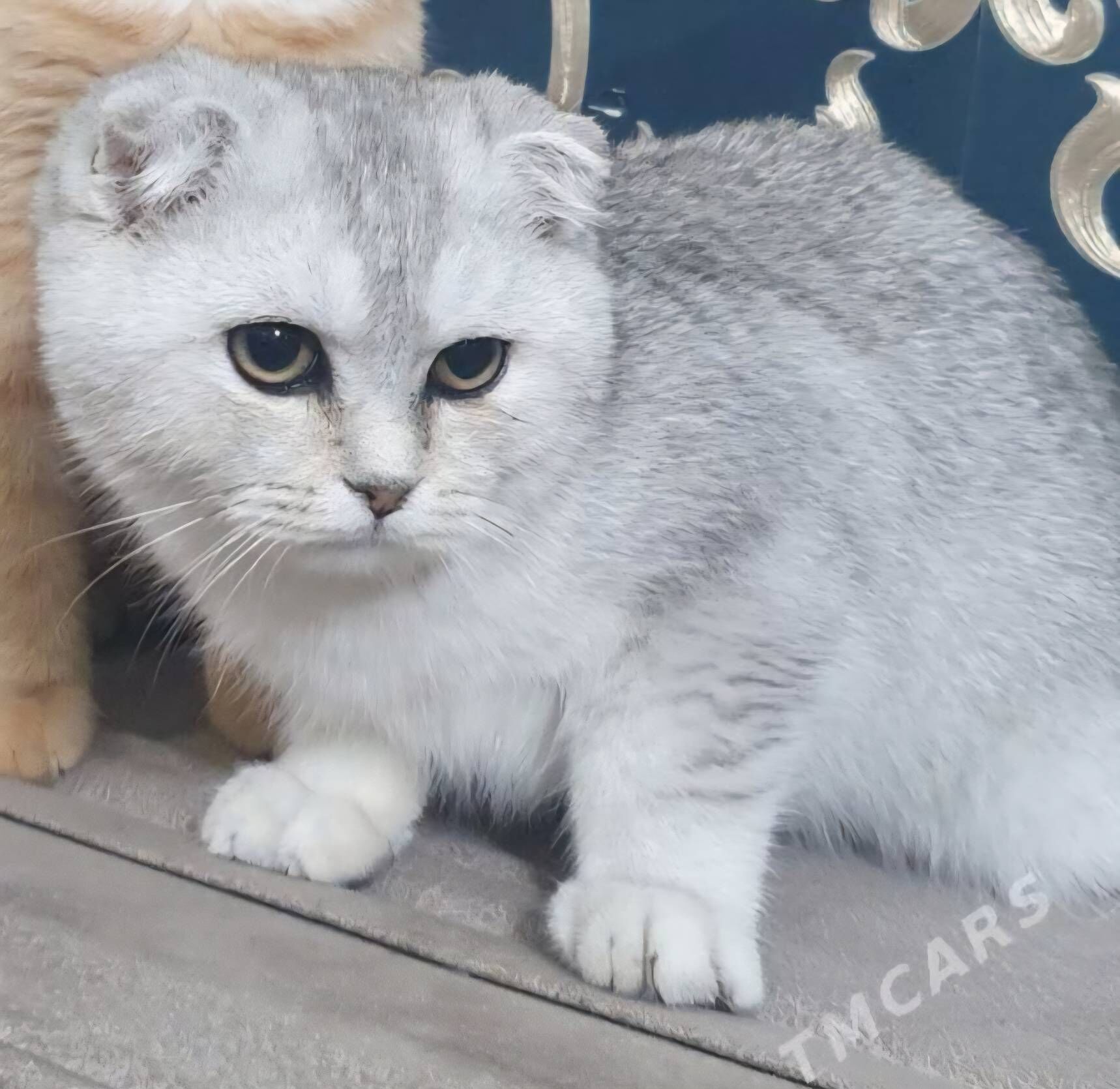 Шотландские котята - Ашхабад - img 5