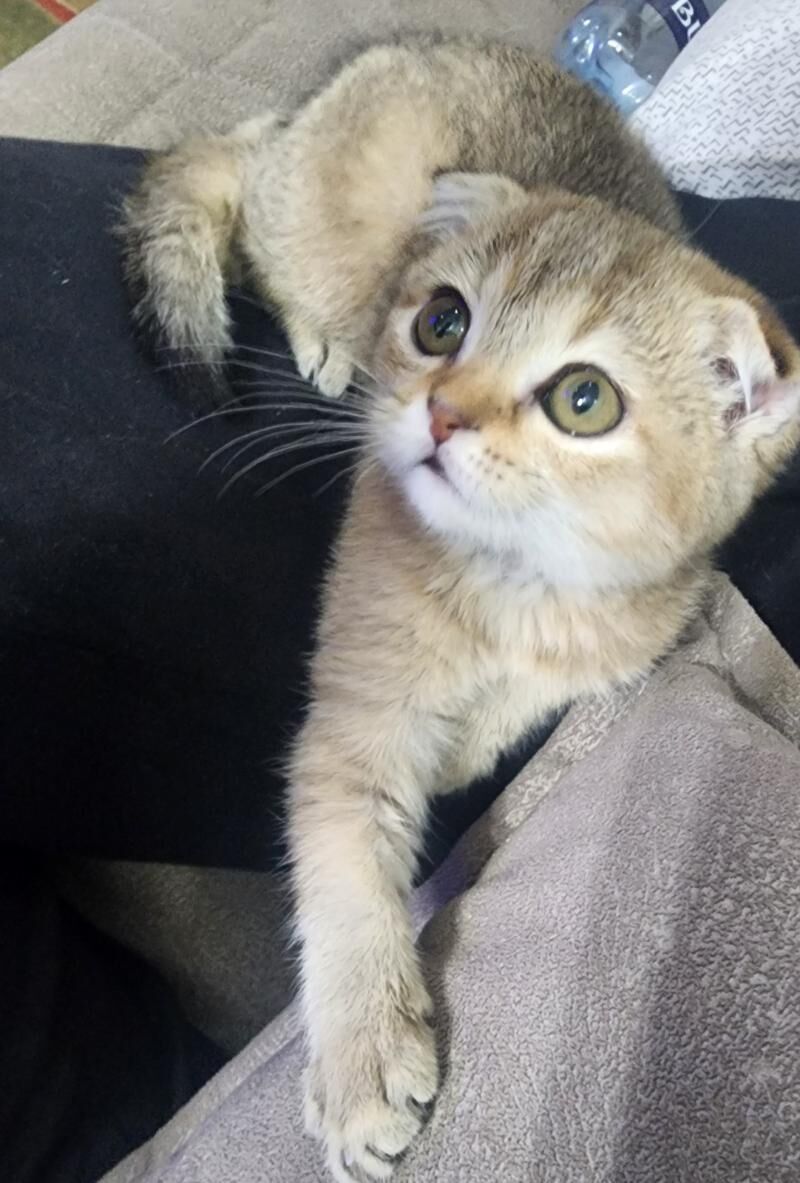 Шотландские котята - Ашхабад - img 3