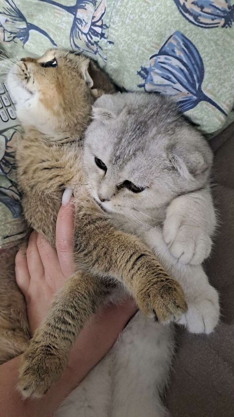 Шотландские котята - Ашхабад - img 6