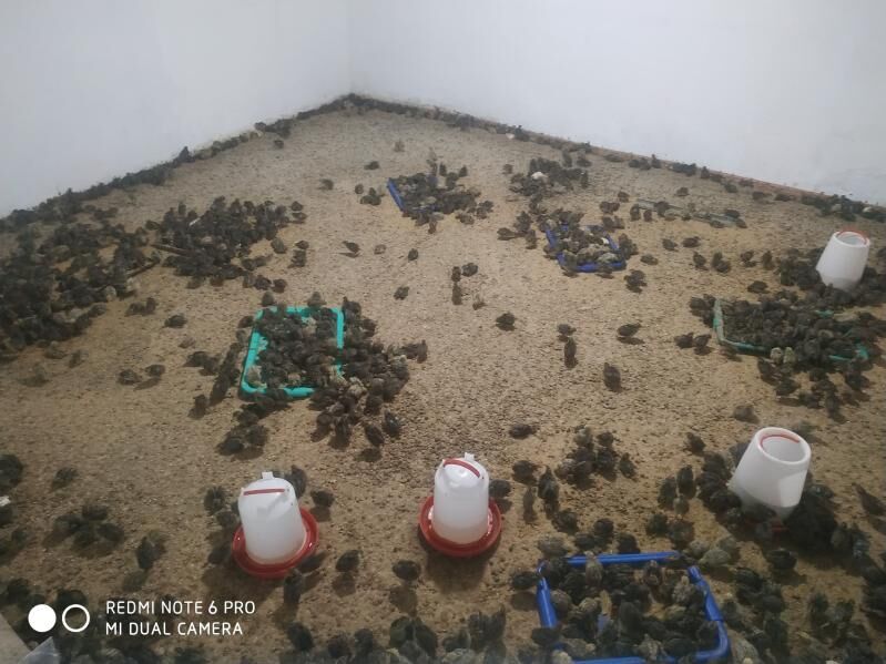 oy hayvanlary bedene gusy - Änew - img 2