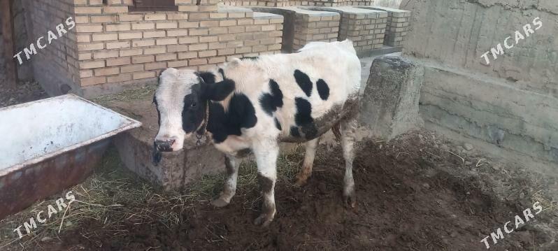 okuz - Herrikgala - img 3