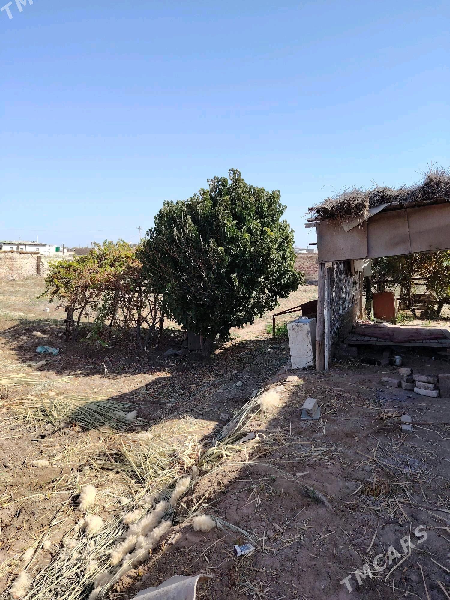 Сатлык Дача - Türkmenabat - img 4