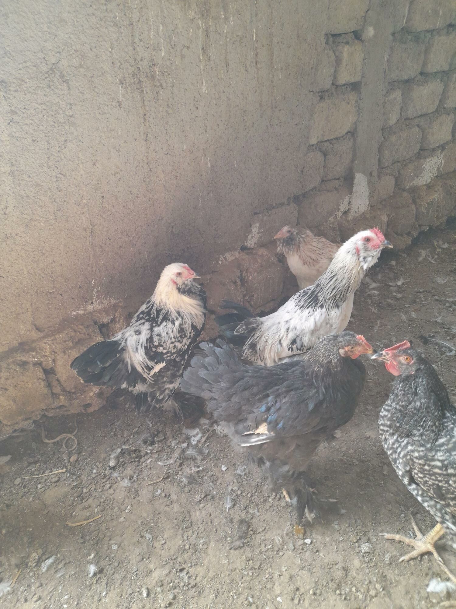 Horaz - Ýaşlyk - img 2