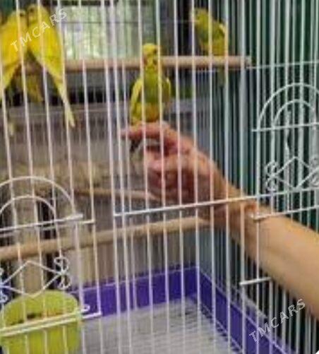 popugay gus - Ашхабад - img 2