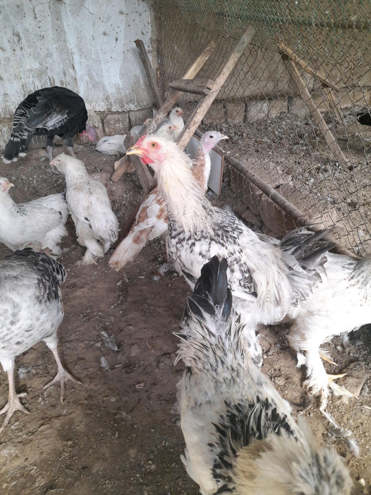 Horaz - Ýaşlyk - img 3