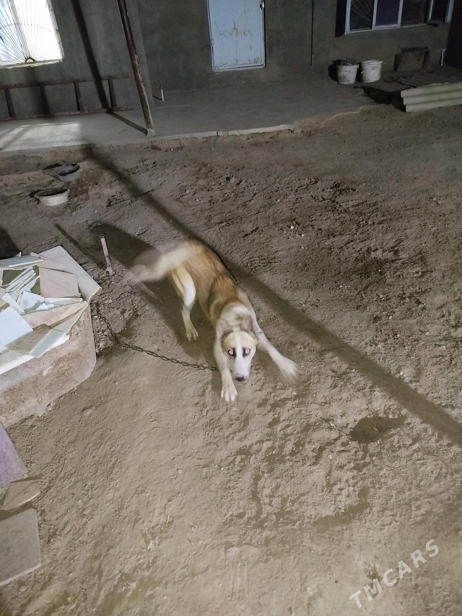 Hatyka - Aşgabat - img 2