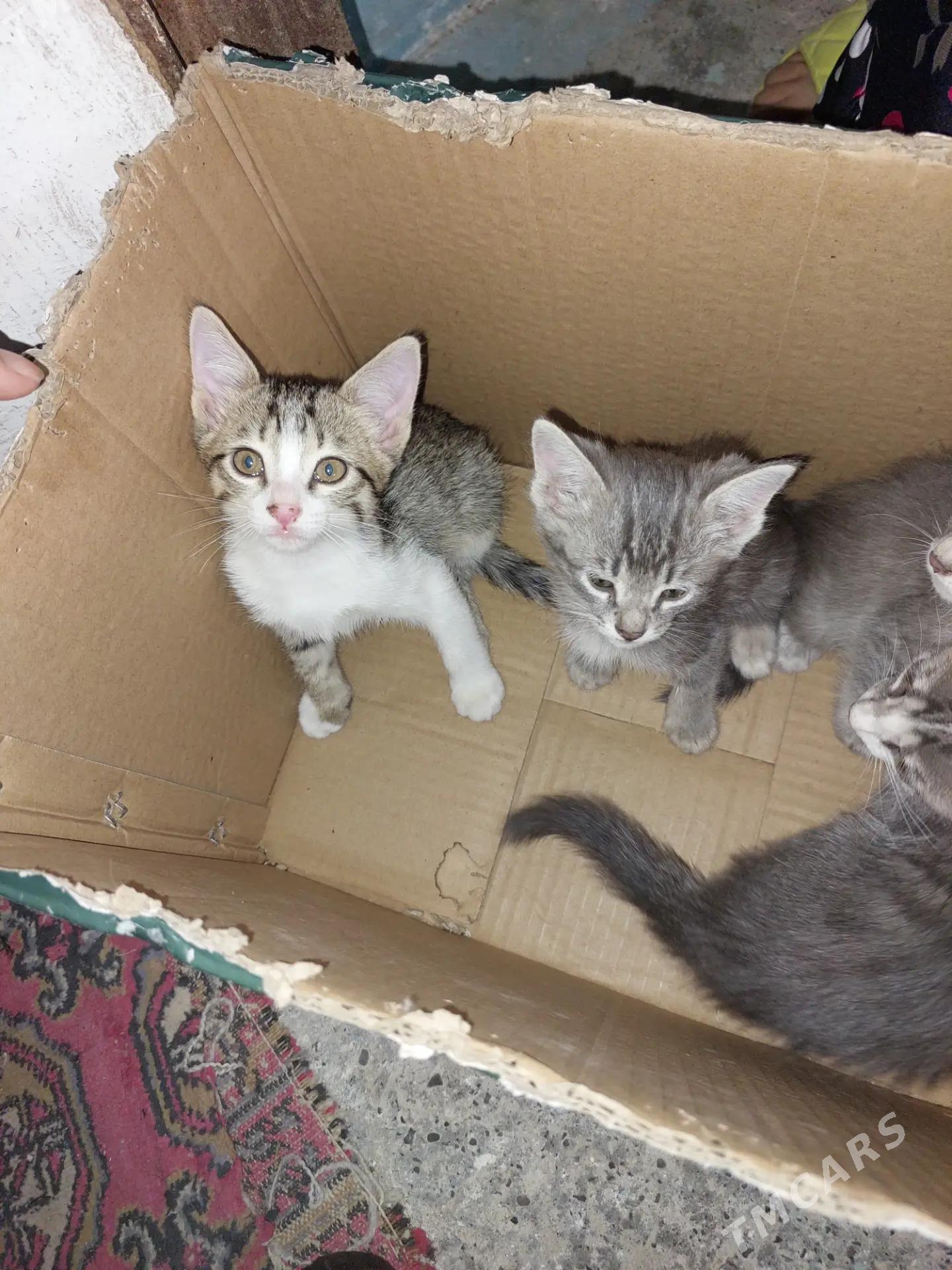 Котята - Türkmenabat - img 2