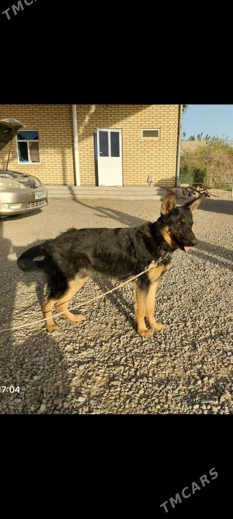 Baron - Baýramaly - img 2