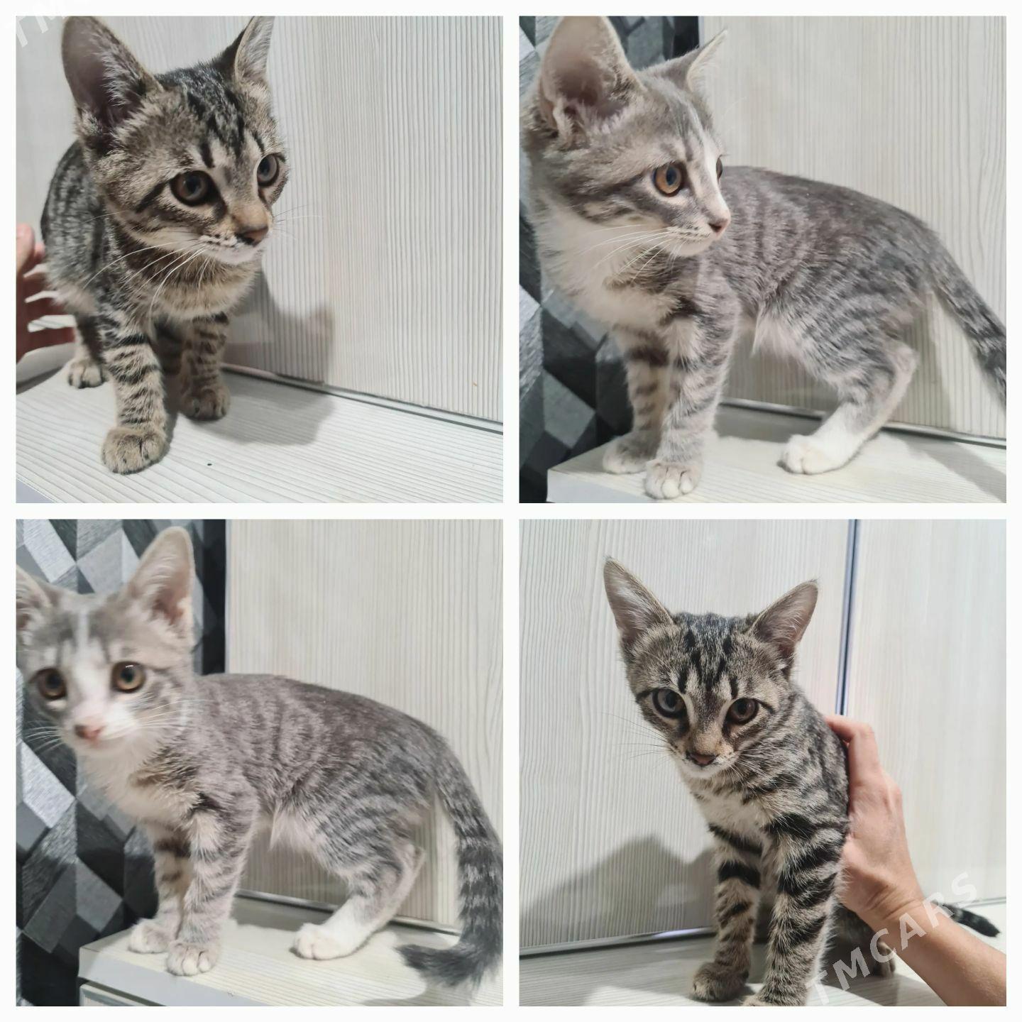 Котята - Türkmenabat - img 4